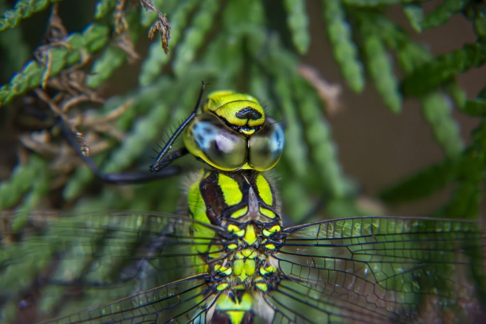 Sleepy dragonfly