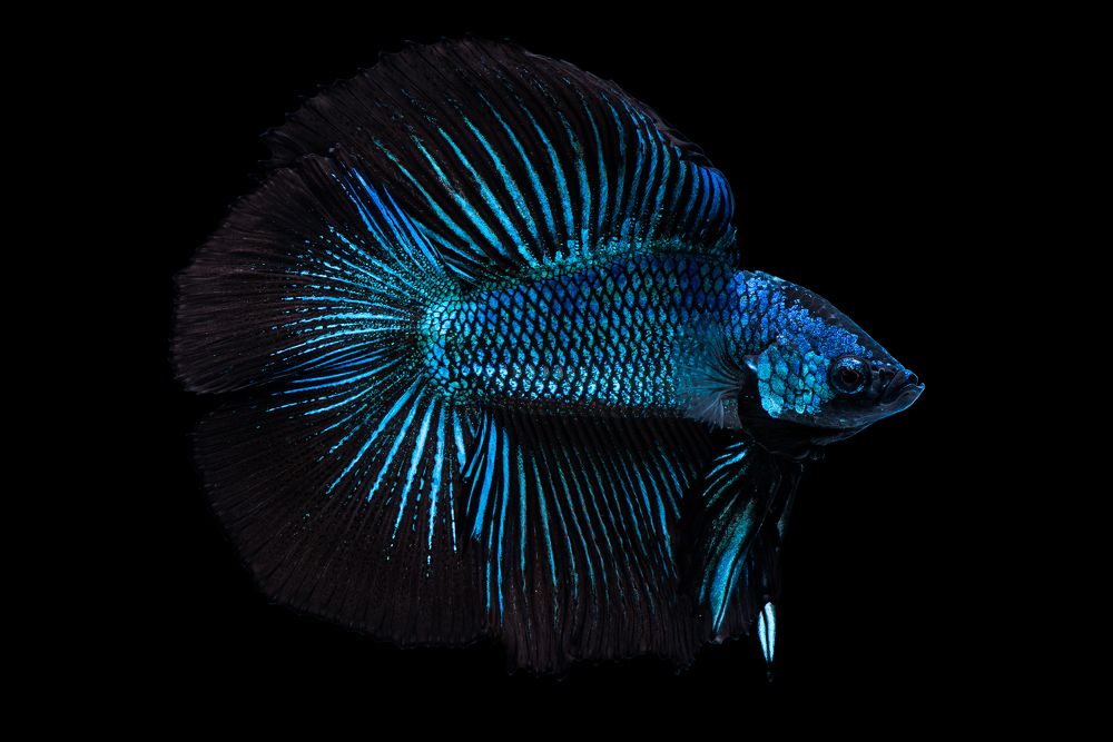 BLUE DIAMOND IN WATER