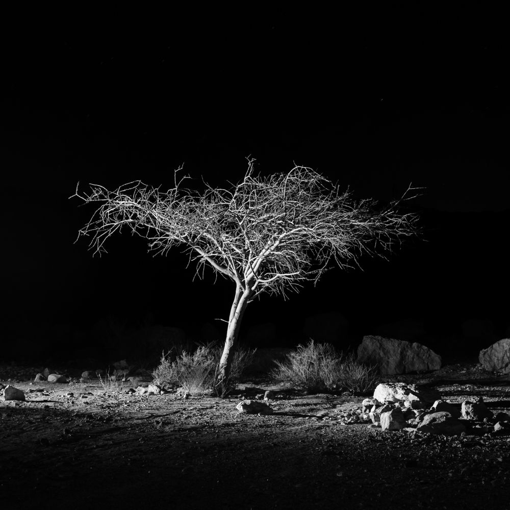 The Tree of Negev Desert.
