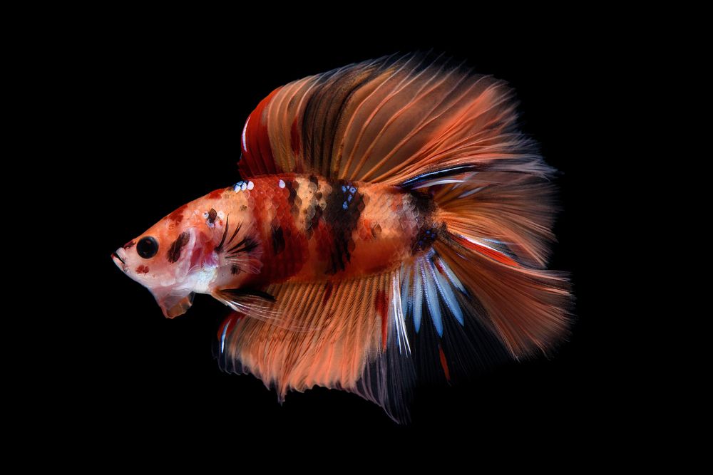 Photograph by Nanthakumar K Nallvan