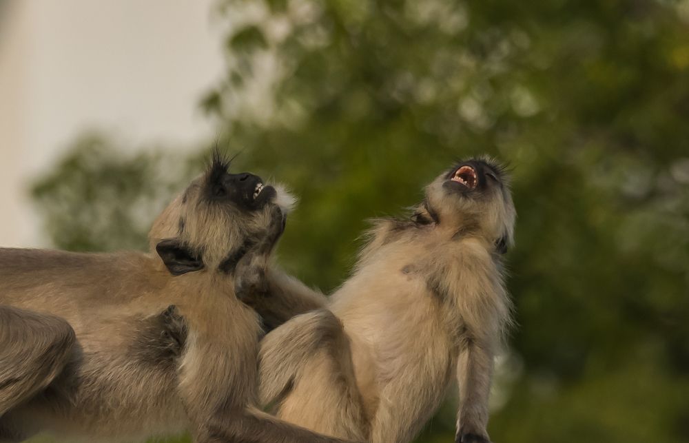 Photograph by Manoj Nair