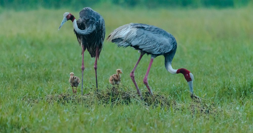 Photograph by Manoj Nair