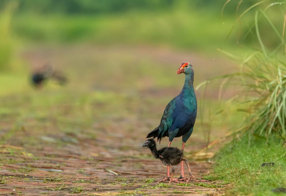 Photograph by Manoj Nair