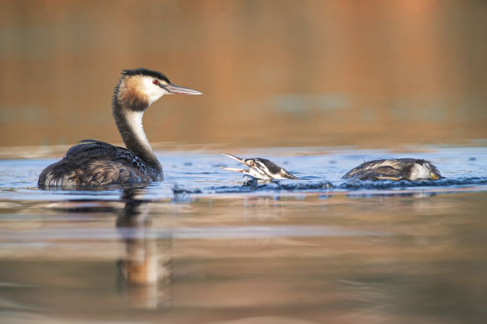Фотография автора Mehdi EL Baqali