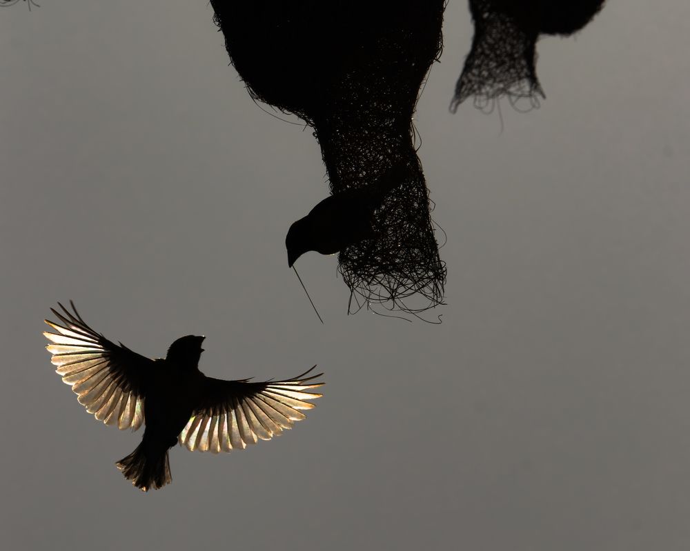 Photograph by Easa Lebbe Muhammed Jamsith