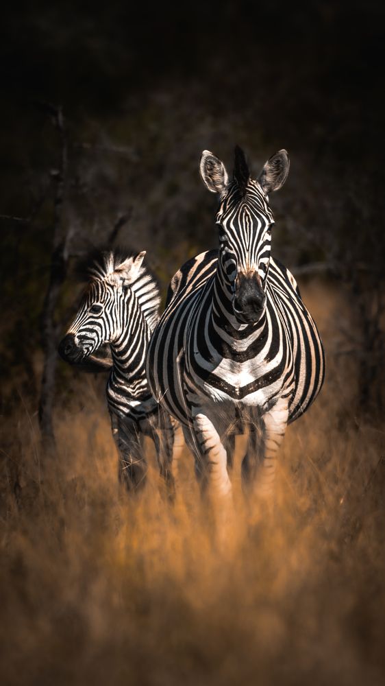 Photograph by João Paulo de Oliveira Freitas