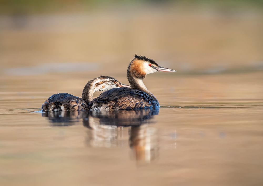 Фотография автора Mehdi EL Baqali