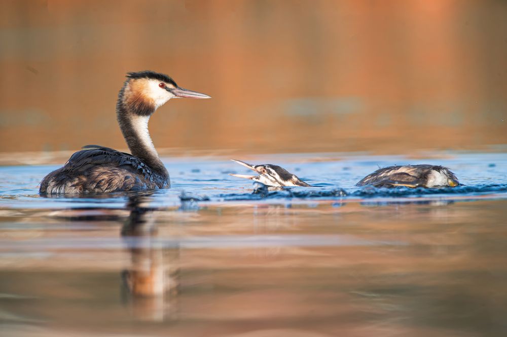 Фотография автора Mehdi EL Baqali
