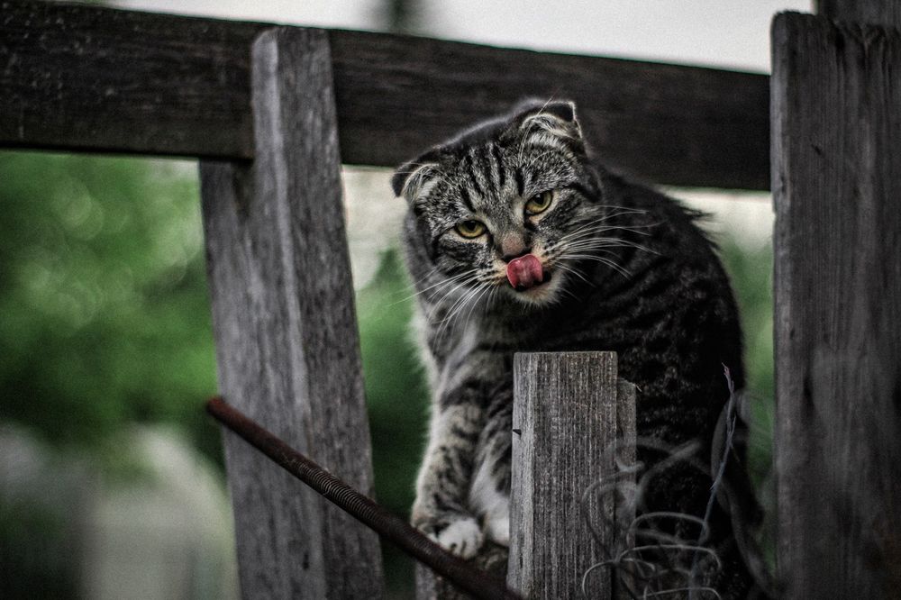 Tongue Out Cat
