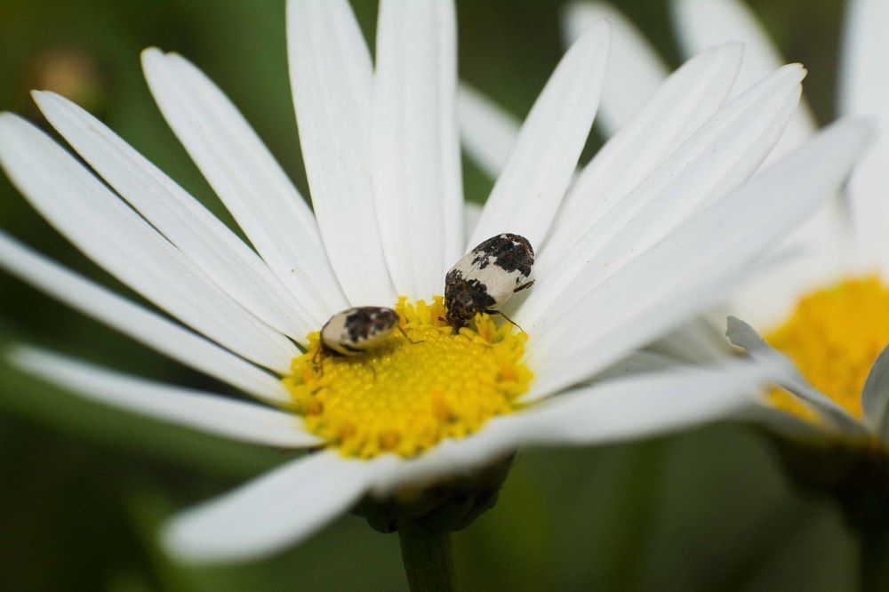 Фотография автора Mahmoud Ahmed