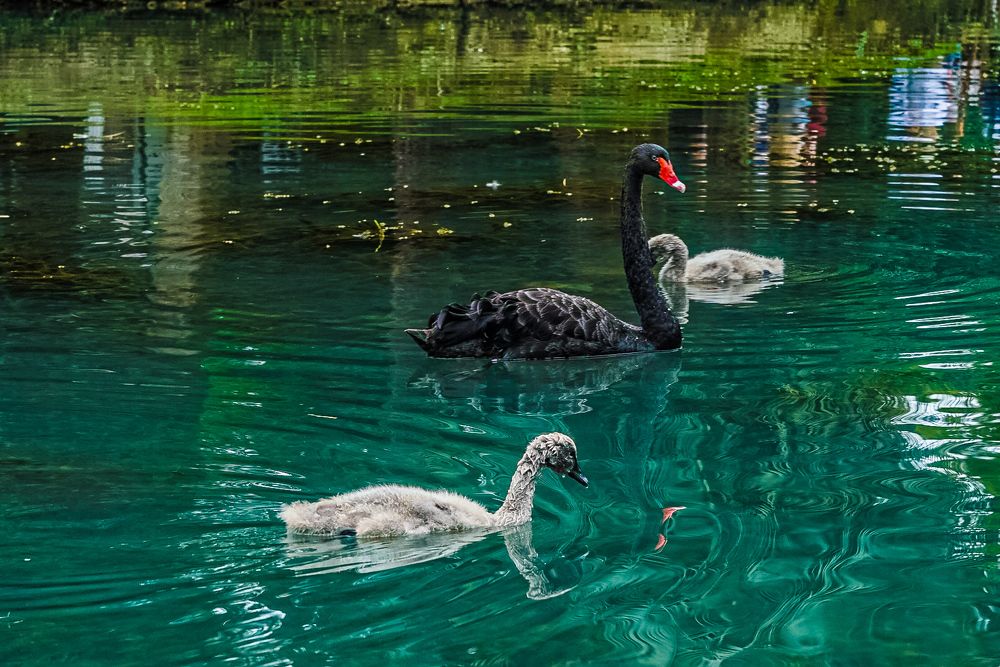 Чёрный лебедь с лебедятами