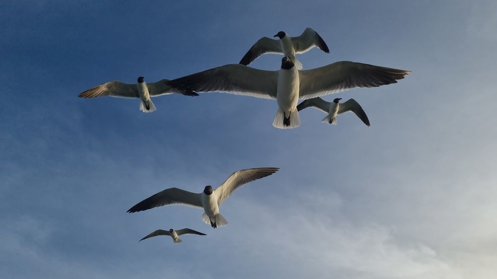 Photograph by Jeannette Beaumont