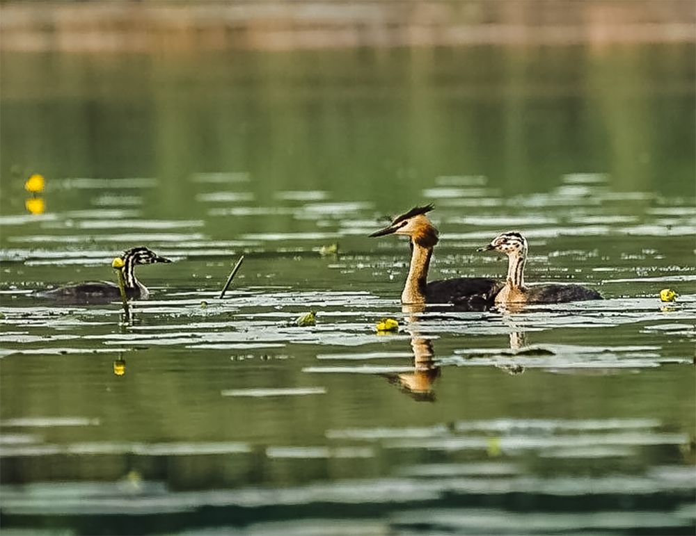 Большая чомга с детёнышами.