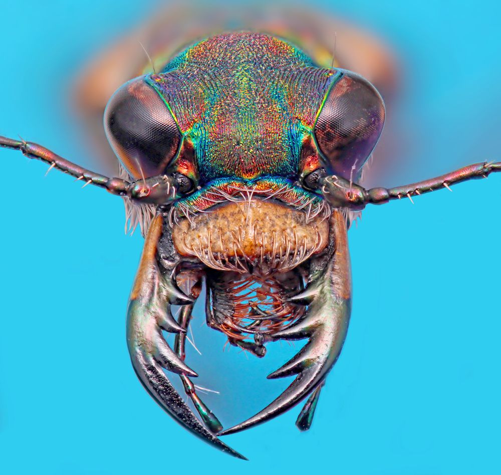 Photograph by Omid Mirshamsi