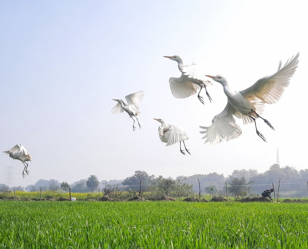 Herons flying moment..!