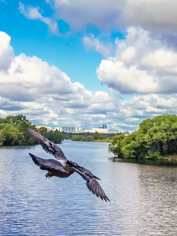 Полёт голубя