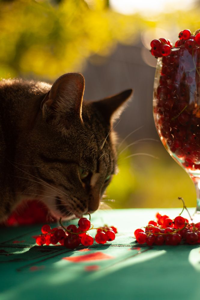 Photograph by Елена Колядко