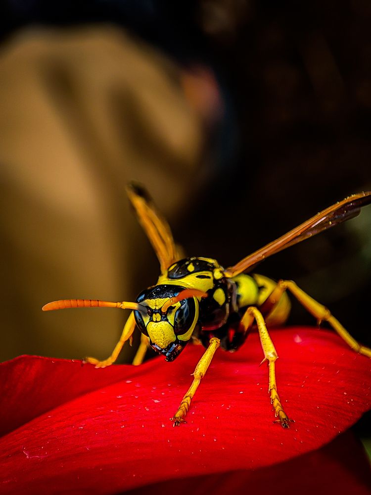 Photograph by mahdi roozbahani