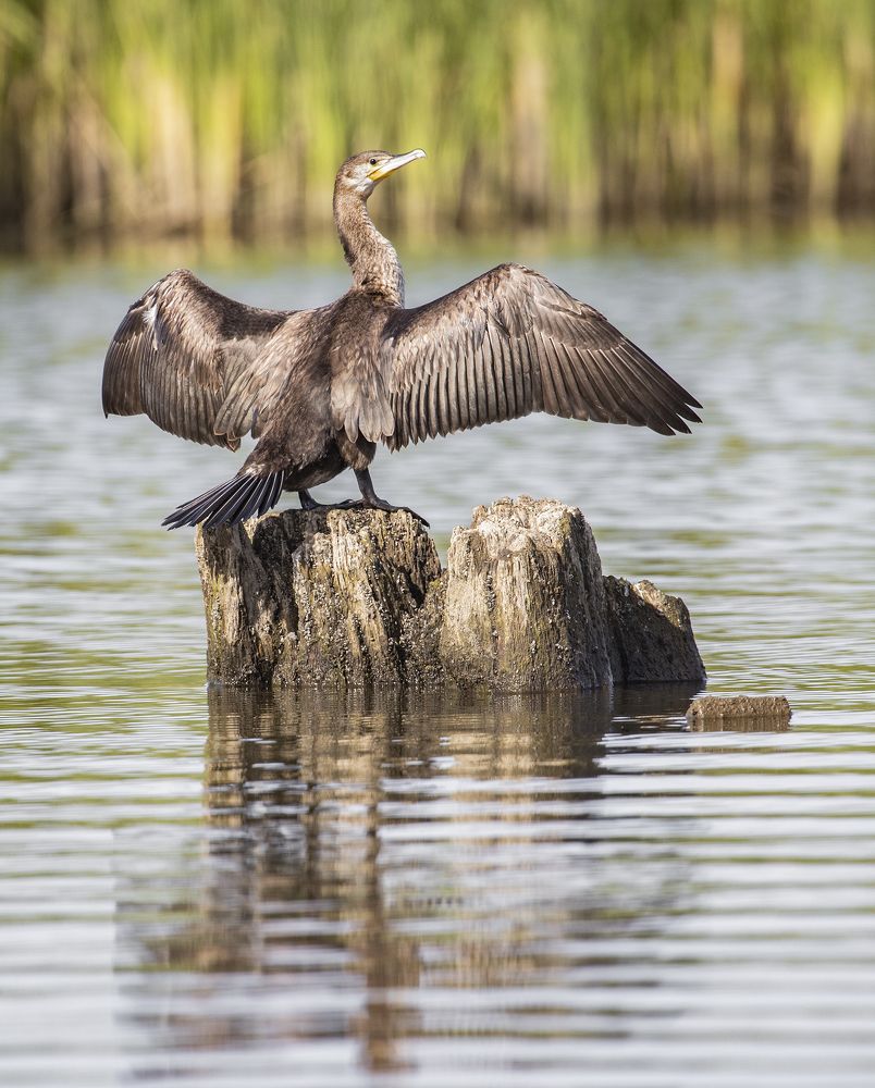 Сушка белья