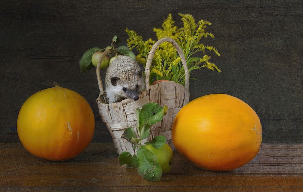 Photograph by Людмила Железнова