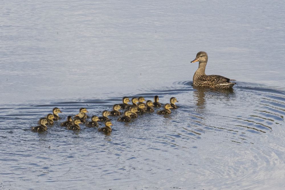 Фотография автора Каргин Валерий