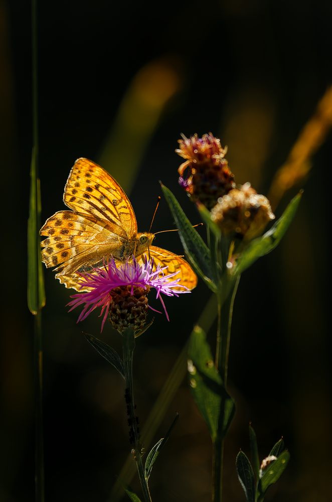 Photograph by Грязев Сергей