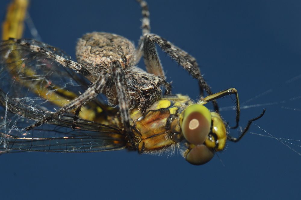 Безысходность