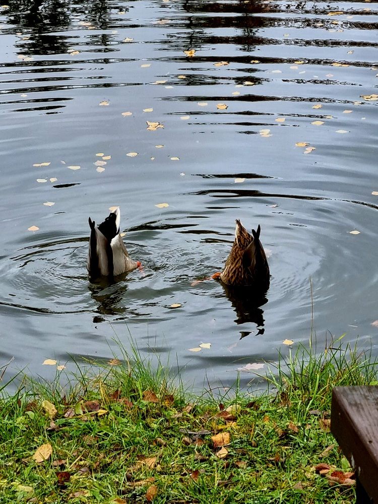 Photograph by Elena Tamošauskaite