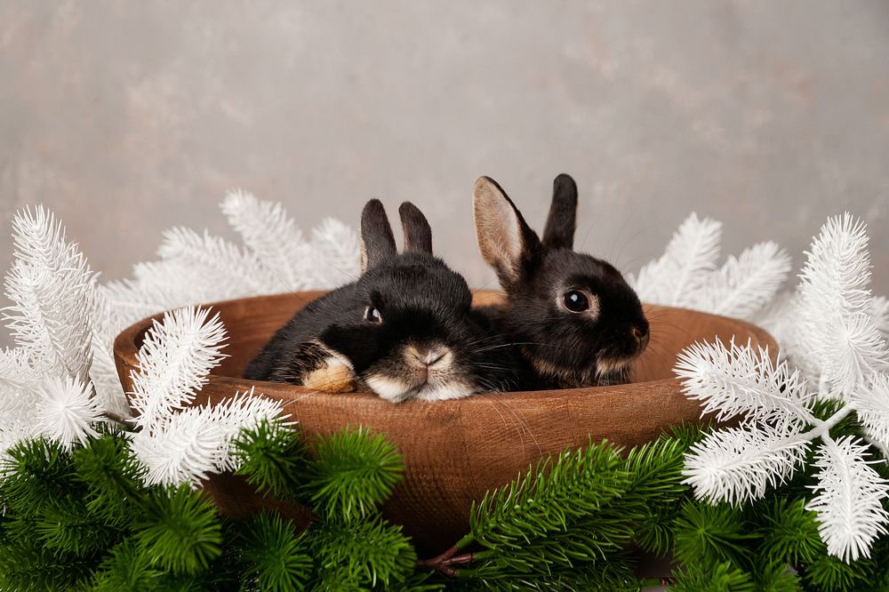 Фотография автора Ману Фалько