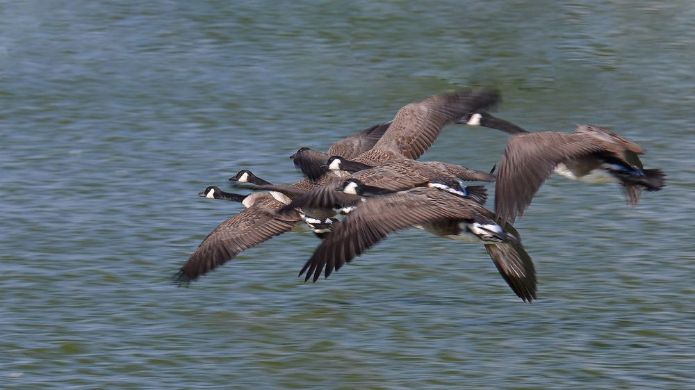 Flying in a flock of сanada goose