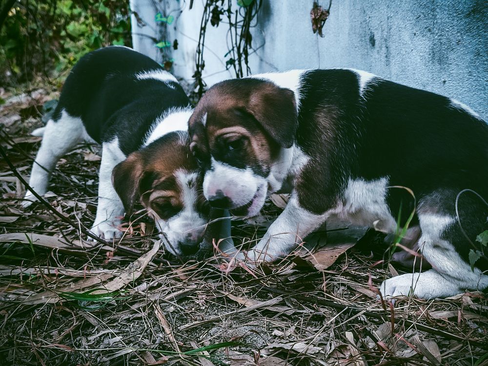 Photograph by Abu Darda