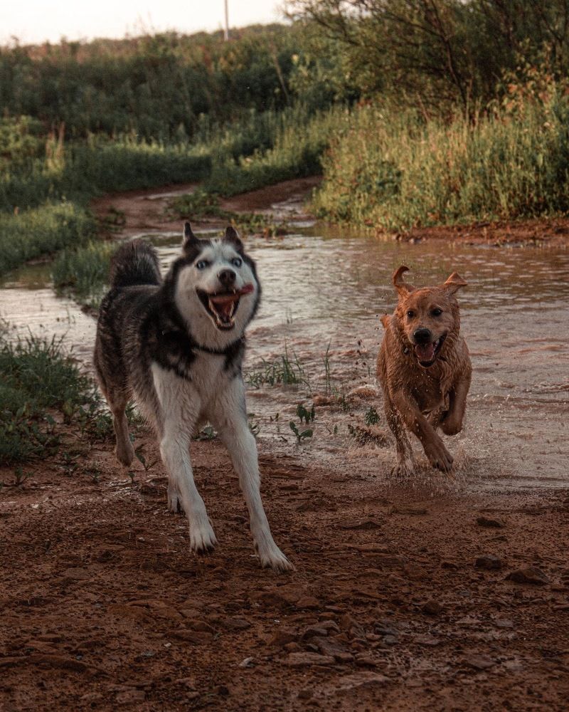 Photograph by Оксана Шевченко