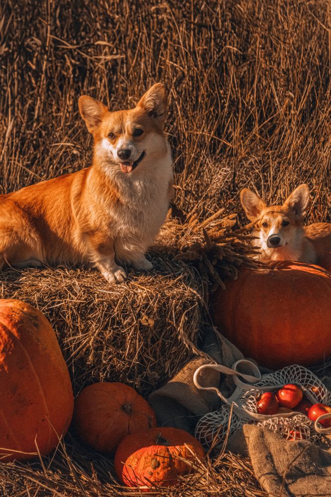 Photograph by Оксана Шевченко
