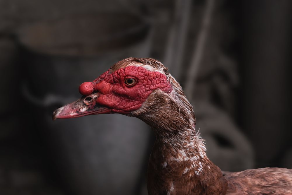 Photograph by Виталий Шкадинов