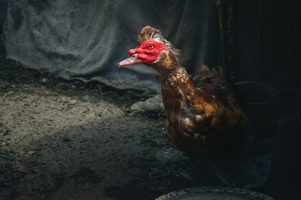 Photograph by Виталий Шкадинов