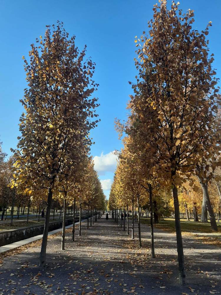 Золотая аллея