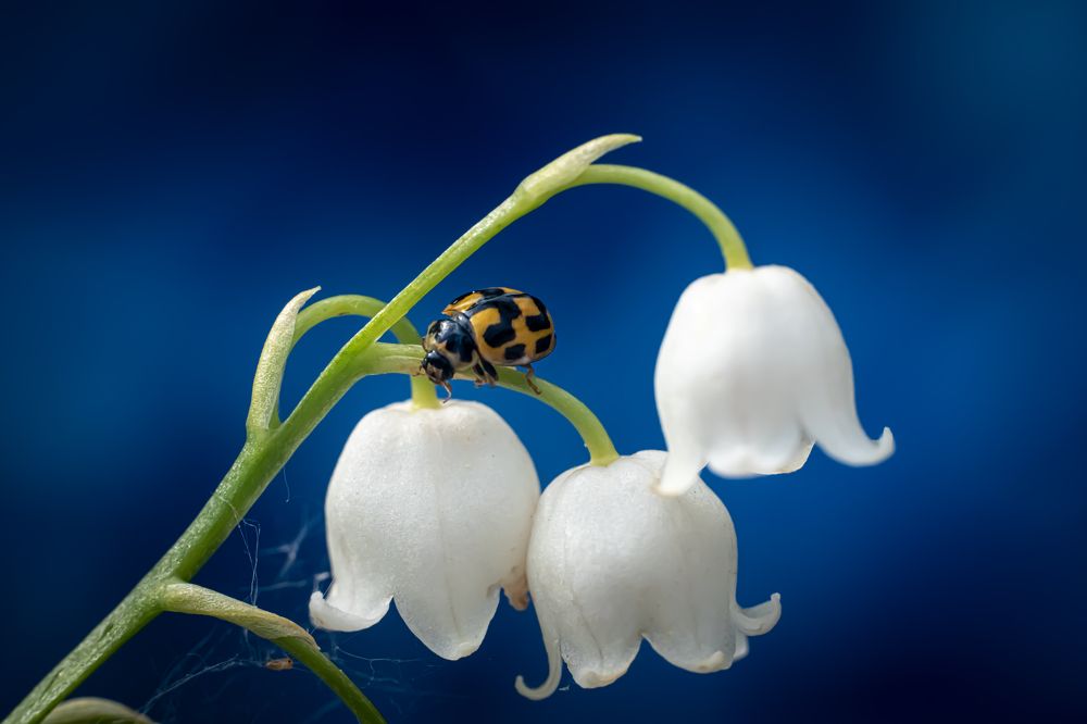 Photograph by Николай Фонарёв