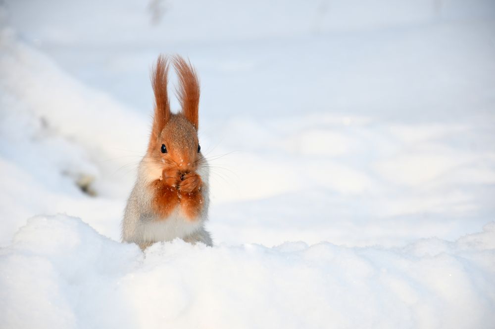 Photograph by Елена Гасенко