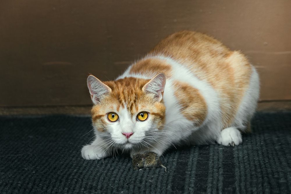 Photograph by Виталий Шкадинов