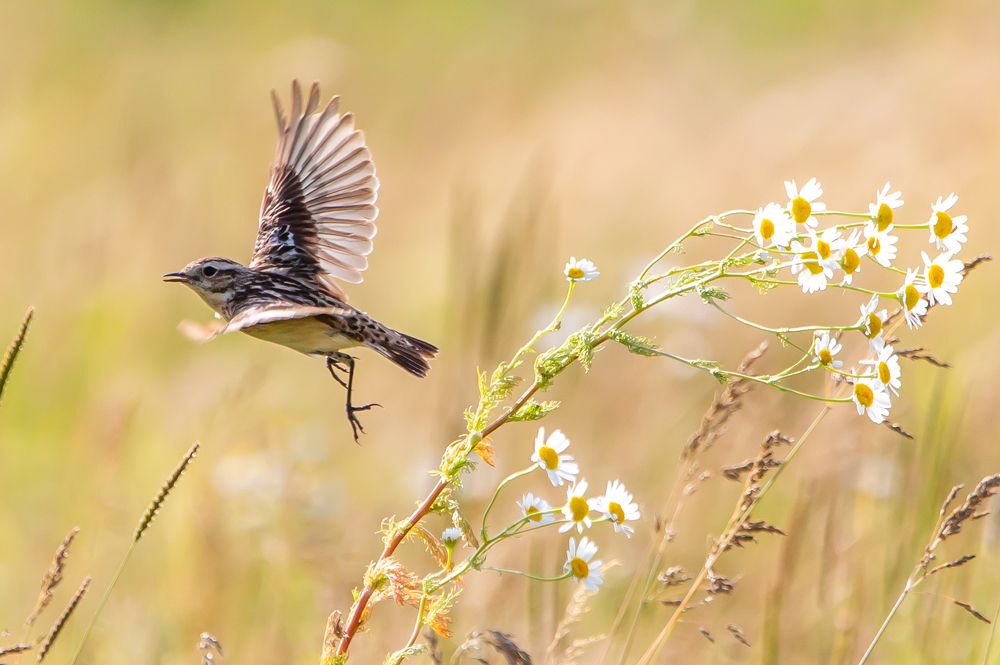 Photograph by Сергей Поляченко