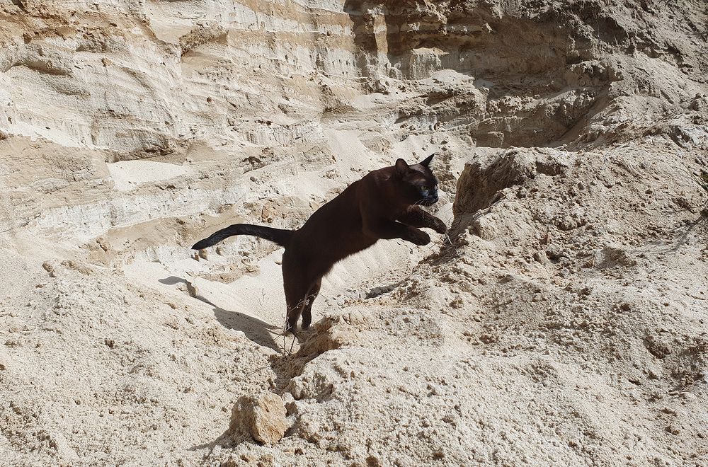 Фотография автора Надежда Лисицына