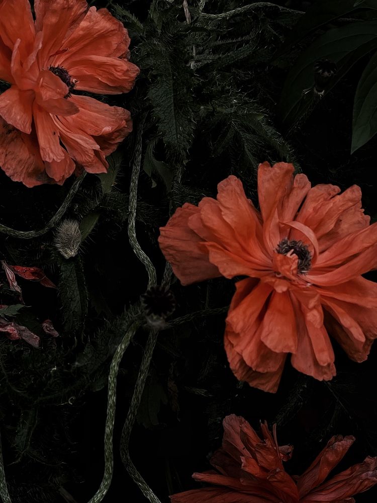 Photograph by Olga Osipova