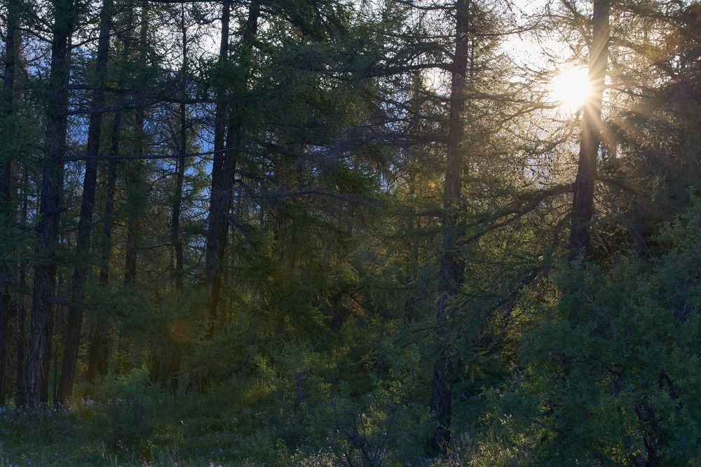 Photograph by Михаил Рогачев