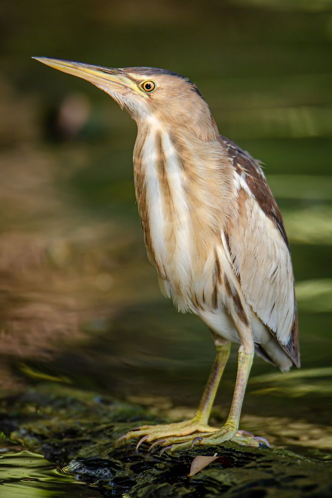 Photograph by Оксана Маховская