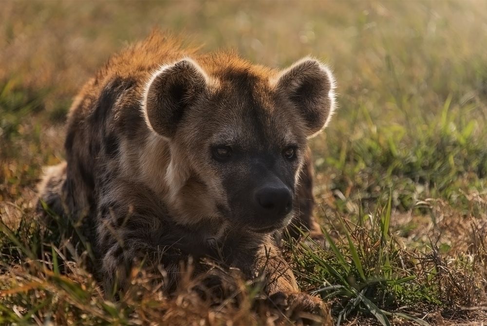 Spotted Hyena
