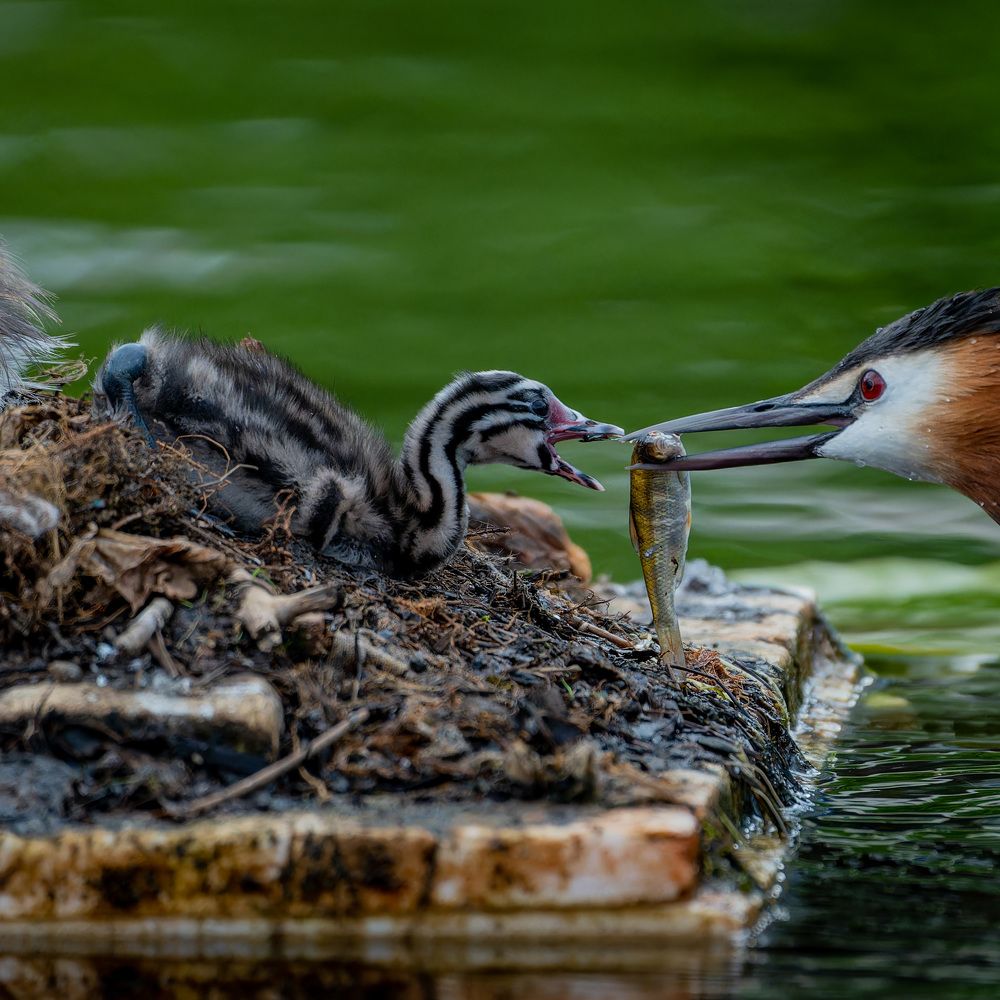 Photograph by Аркадий Старочкин