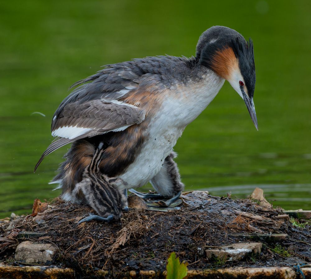 Photograph by Аркадий Старочкин