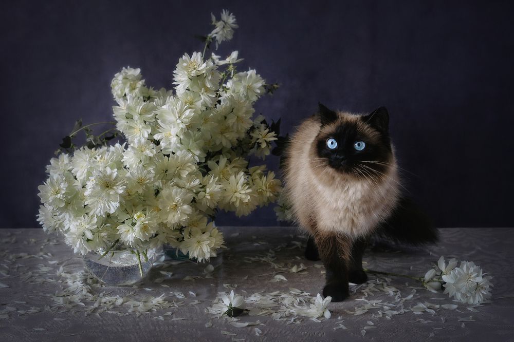 Кошка и букет жасмина