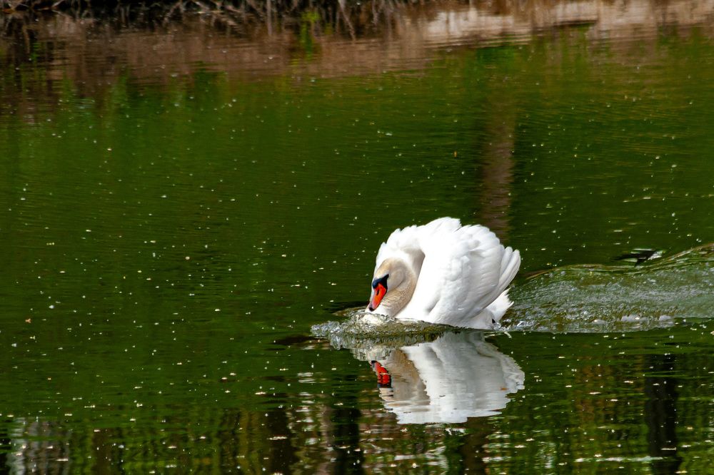 Photograph by Светлана Фокша