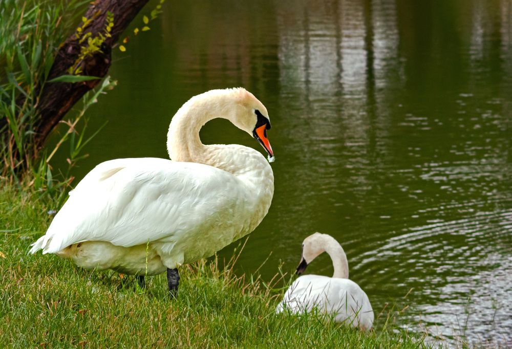 Photograph by Светлана Фокша